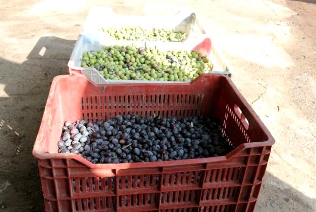 Çiftçilere %50 hibeli zeytin kasası dağıtılacak
